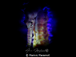 Dark horse by Marivic Maramot 